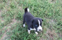 Rose, a female Siberian Husky and Labrador Retriever for sale in Buncombe, IL – 5 of 7