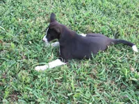 Heidi $20!!, a female Siberian Husky and Labrador Retriever for sale in Buncombe, IL – 2 of 9