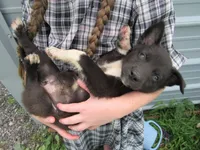 Tiny, a female Siberian Husky and Labrador Retriever for sale in Buncombe, IL – 2 of 7