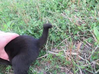 Wiggles, a female Siberian Husky and Labrador Retriever for sale in Buncombe, IL – 2 of 6