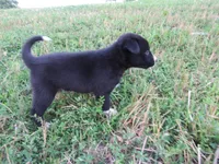Jenny, a female Siberian Husky and Labrador Retriever for sale in Buncombe, IL – 2 of 6