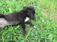Max, a male Siberian Husky and Labrador Retriever for sale in Buncombe, IL – 4 of 9
