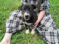Jenny, a female Siberian Husky and Labrador Retriever for sale in Buncombe, IL – 2 of 6