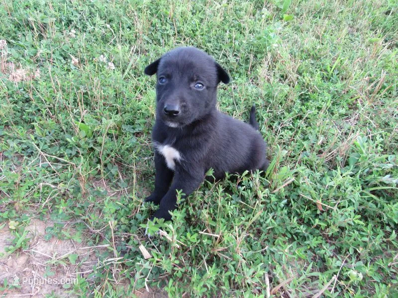 Max – Siberian Husky, Labrador Retriever puppy for sale in Buncombe, IL