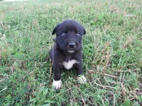 Wiggles, a female Siberian Husky and Labrador Retriever for sale in Buncombe, IL – 1 of 6