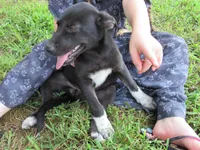 Mia $20!!, a female Siberian Husky and Labrador Retriever for sale in Buncombe, IL – 3 of 9