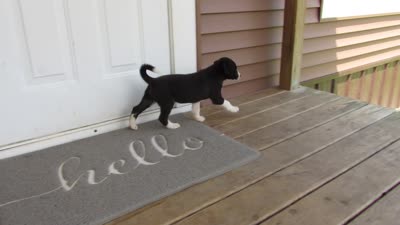 Heidi, a female Siberian Husky and Labrador Retriever for sale in Buncombe, IL – 9 of 9