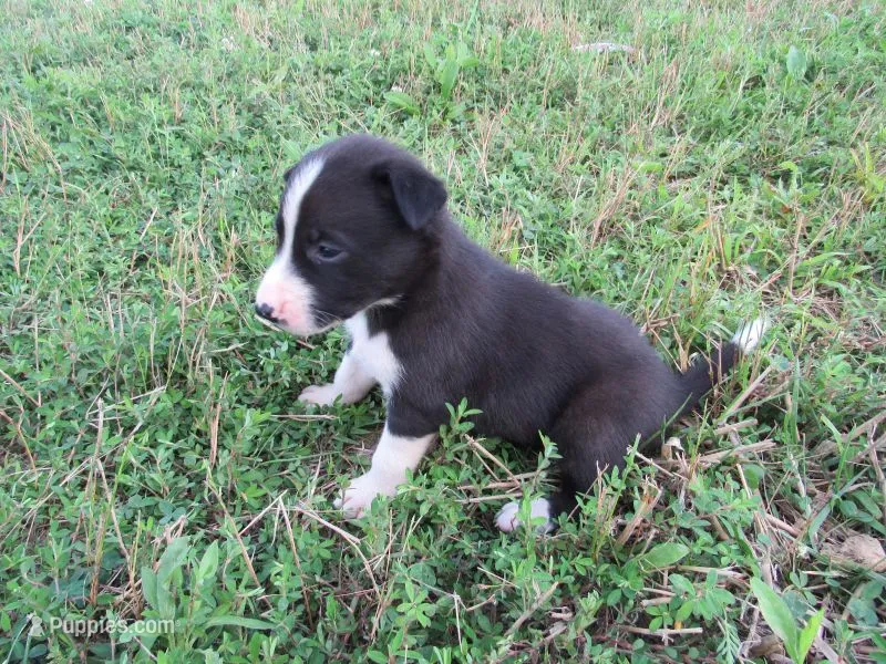 Heidi – Siberian Husky, Labrador Retriever puppy for sale in Buncombe, IL