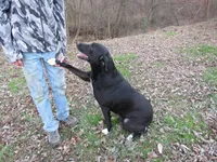 Huskydor puppies, a  Siberian Husky and Labrador Retriever for sale in Buncombe, IL – 2 of 2