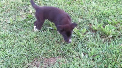 Toby $20!!, a male Siberian Husky and Labrador Retriever for sale in Buncombe, IL – 10 of 10
