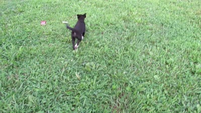 Kate $20!!, a female Siberian Husky and Labrador Retriever for sale in Buncombe, IL – 8 of 9