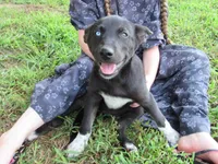 Mia $20!!, a female Siberian Husky and Labrador Retriever for sale in Buncombe, IL – 1 of 9