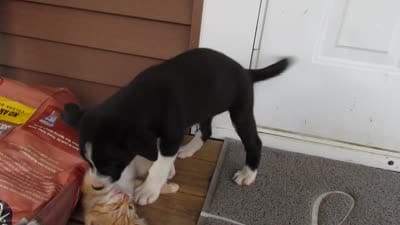 Heidi, a female Siberian Husky and Labrador Retriever for sale in Buncombe, IL – 8 of 9