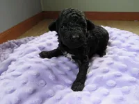 Brooke, a female Poodle - Miniature  for sale in Buncombe, IL – Photo 1 of 7