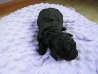 Brooke, a female Poodle - Miniature  for sale in Buncombe, IL – Photo 2 of 7