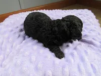 Brooke, a female Poodle - Miniature  for sale in Buncombe, IL – Photo 5 of 7
