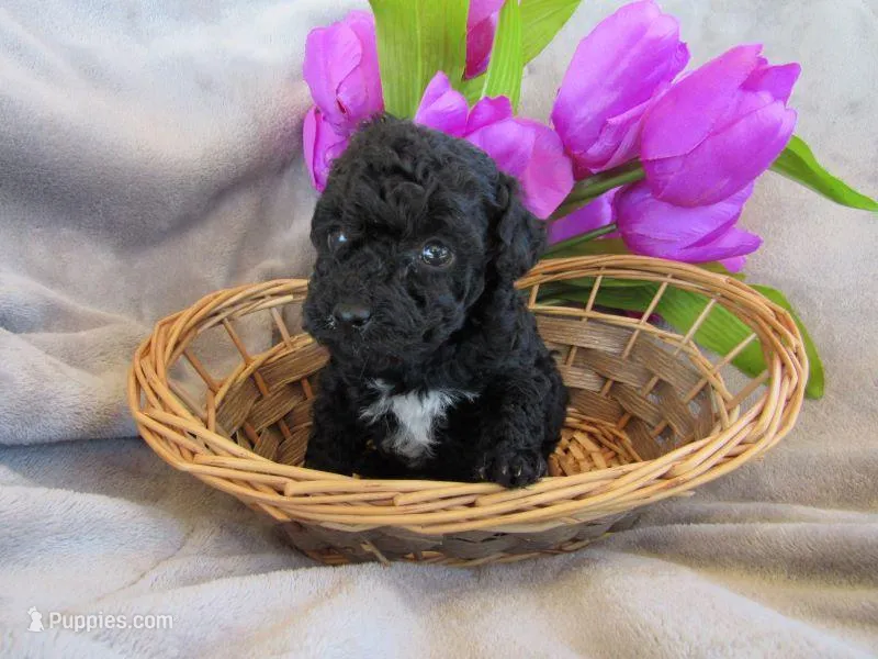 Brooke – Poodle - Miniature  puppy for sale in Buncombe, IL