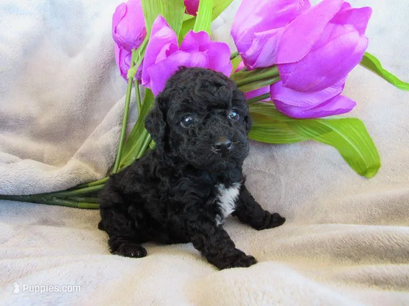 Brooke – Poodle - Miniature  puppy for sale in Buncombe, IL