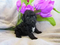Brooke, a female Poodle - Miniature  for sale in Buncombe, IL – 5 of 7