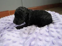 Brooke, a female Poodle - Miniature  for sale in Buncombe, IL – Photo 4 of 7