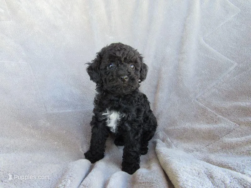 Brooke – Poodle - Miniature  puppy for sale in Buncombe, IL