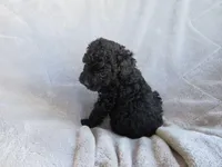 Brooke, a female Poodle - Miniature  for sale in Buncombe, IL – 4 of 7