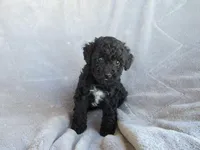 Brooke, a female Poodle - Miniature  for sale in Buncombe, IL – 3 of 7