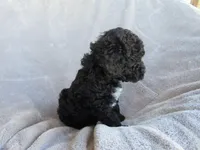 Brooke, a female Poodle - Miniature  for sale in Buncombe, IL – 2 of 7