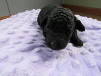 Brooke, a female Poodle - Miniature  for sale in Buncombe, IL – Photo 3 of 7