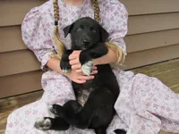 Max, a male Siberian Husky and Labrador Retriever for sale in Buncombe, IL – 3 of 9