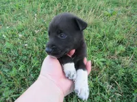 Mia, a female Siberian Husky and Labrador Retriever for sale in Buncombe, IL – 4 of 7