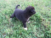Toby, a male Siberian Husky and Labrador Retriever for sale in Buncombe, IL – 4 of 7