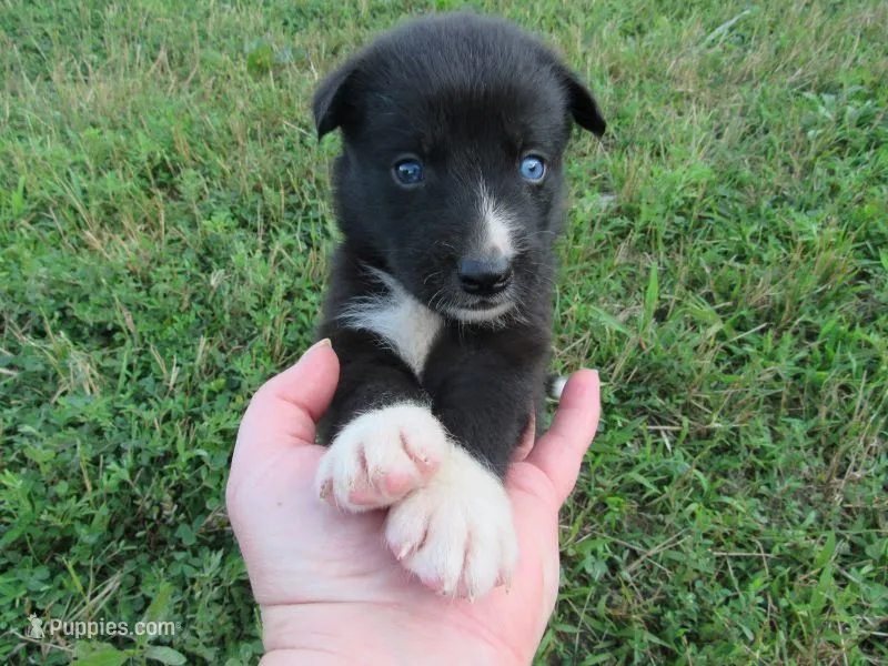 Toby – Siberian Husky, Labrador Retriever puppy for sale in Buncombe, IL