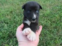 Toby, a male Siberian Husky and Labrador Retriever for sale in Buncombe, IL – 1 of 7