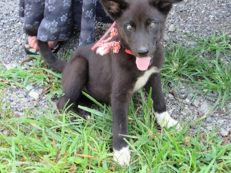 Wiggles – Siberian Husky, Labrador Retriever puppy for sale in Buncombe, IL