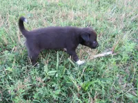 Mia, a female Siberian Husky and Labrador Retriever for sale in Buncombe, IL – 2 of 7
