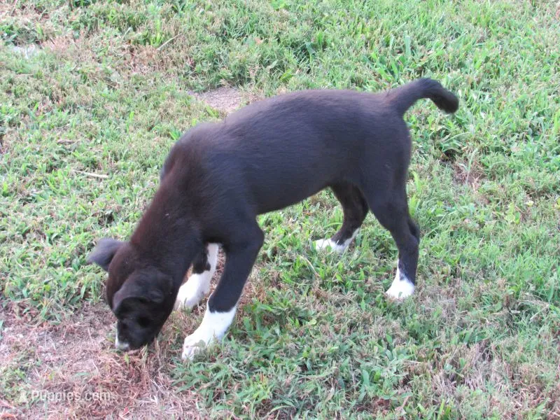 Jenny – Siberian Husky, Labrador Retriever puppy for sale in Buncombe, IL