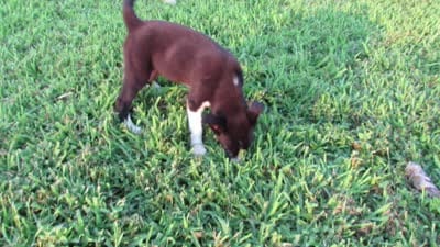 Rose $20!!, a female Siberian Husky and Labrador Retriever for sale in Buncombe, IL – 10 of 10