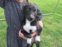 Kate $20!!, a female Siberian Husky and Labrador Retriever for sale in Buncombe, IL – 3 of 9