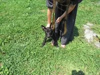 Max $20!!, a male Siberian Husky and Labrador Retriever for sale in Buncombe, IL – 2 of 8