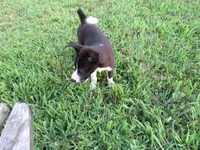 Rose $20!!, a female Siberian Husky and Labrador Retriever for sale in Buncombe, IL – 4 of 10