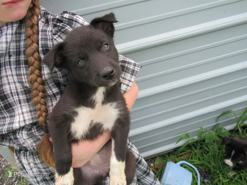 Tiny – Siberian Husky, Labrador Retriever puppy for sale in Buncombe, IL