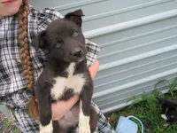 Tiny, a female Siberian Husky and Labrador Retriever for sale in Buncombe, IL – 1 of 7