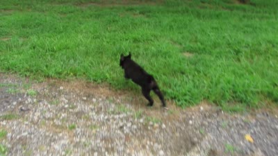 Max, a male Siberian Husky and Labrador Retriever for sale in Buncombe, IL – 6 of 9