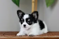 processed/c04a9b7f-8441-40cc-9eef-7f3a0814810e/facility/0d3b7f05-98fe-4a57-9304-22b32bcbdf5a