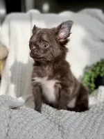 Belle , a female Chihuahua for sale in Beaumont, TX – 6 of 8