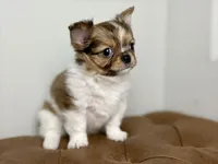 Milo, a male Chihuahua for sale in Beaumont, TX – 4 of 8