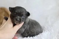 AKC Bowie, a male Chihuahua for sale in Beaumont, TX – Photo 3 of 4