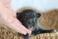 AKC Bowie, a male Chihuahua for sale in Beaumont, TX – Photo 4 of 4