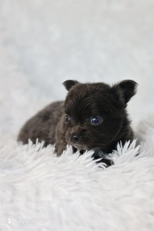AKC Bowie – Chihuahua puppy for sale in Beaumont, TX